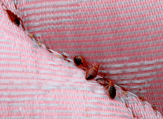 pink-mattress-with-bugs