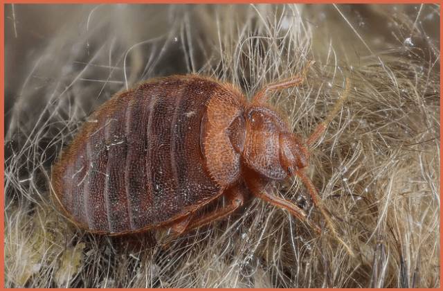 How-to-check-your-bed-for-bed-bugs