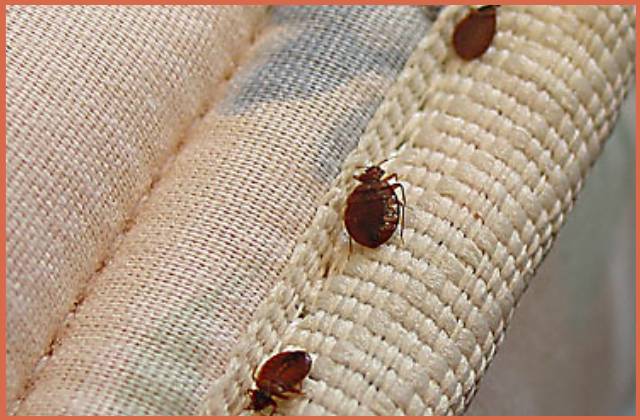 can-hydrogen-peroxide-kill-bed-bugs