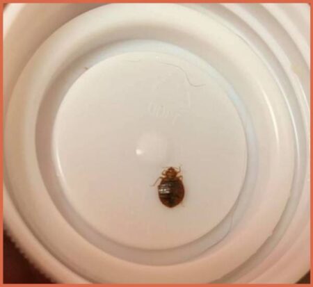 Comprehensive Bed Bug Inspection Checklist: 15 Essential Items to ...