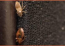 bed-bugs-on-carpet