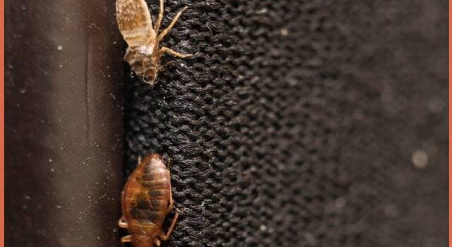 bed-bugs-on-carpet