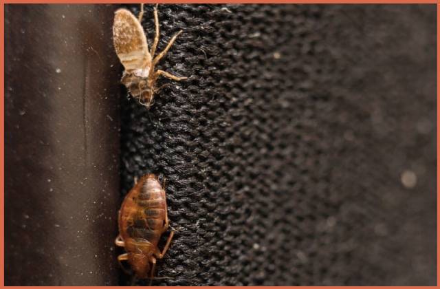 Comprehensive Bed Bug Inspection Checklist: 15 Essential Items To ...