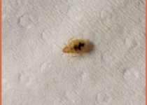 nymph-of-bed-bug-on-napkin